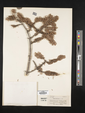 Abies balsamea image