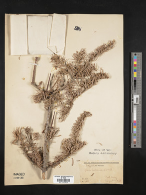 Abies balsamea image