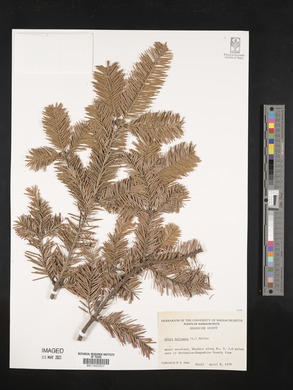 Abies balsamea image