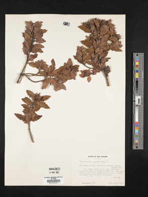 Phyllocladus trichomanoides var. alpinus image