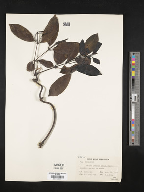 Gnetum indicum image