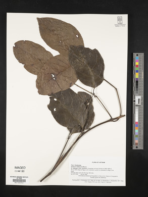 Gnetum latifolium image