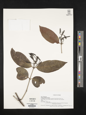 Gnetum latifolium image