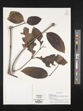 Gnetum latifolium image