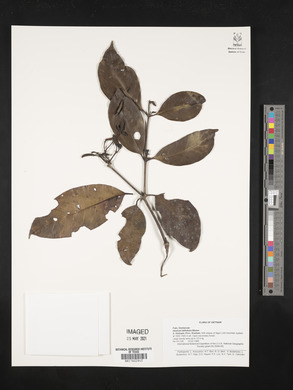 Gnetum latifolium image