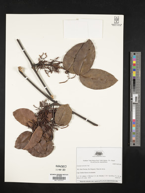 Gnetum leyboldii image