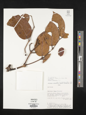 Gnetum leyboldii image