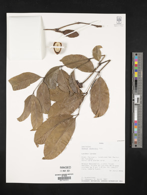 Gnetum leyboldii image