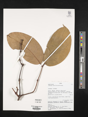 Gnetum nodiflorum image