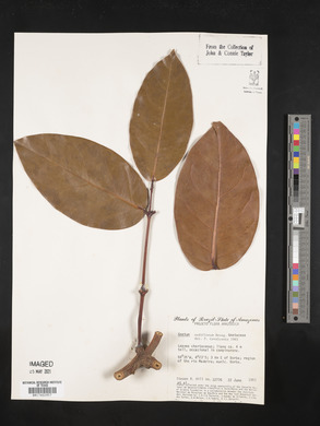 Gnetum nodiflorum image