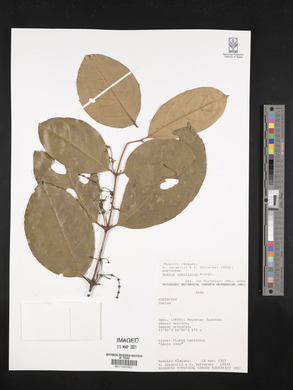 Gnetum nodiflorum image