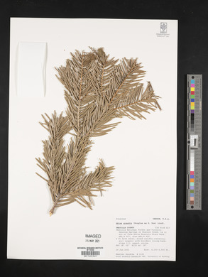 Abies grandis image