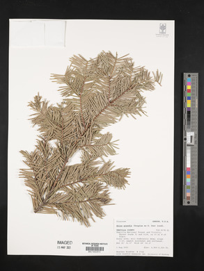 Abies grandis image