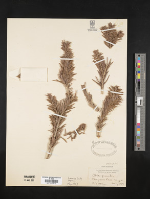 Abies grandis image
