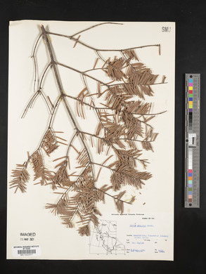 Abies grandis image
