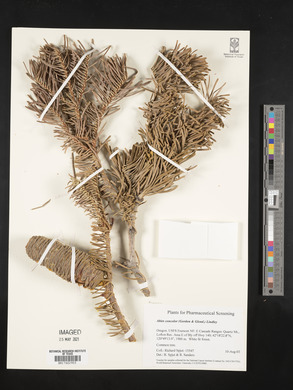 Abies concolor image