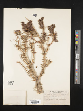 Abies concolor image