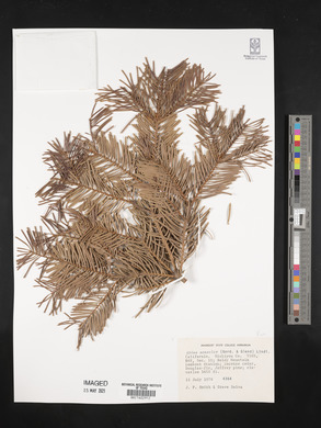 Abies concolor image