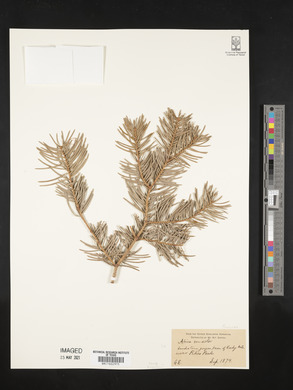 Abies concolor image