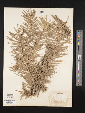 Abies concolor image