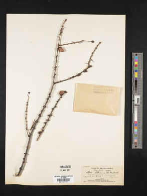 Larix laricina image