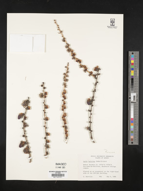 Larix laricina image