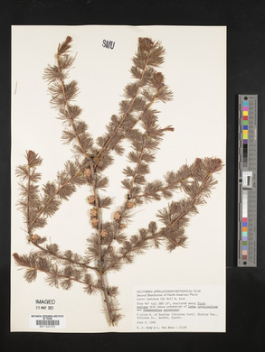 Larix laricina image