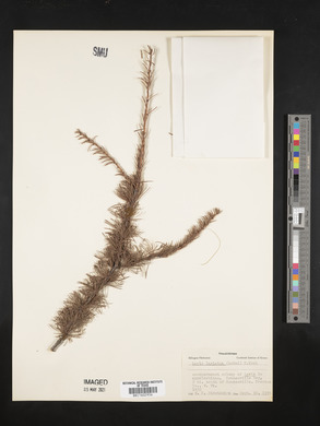 Larix laricina image