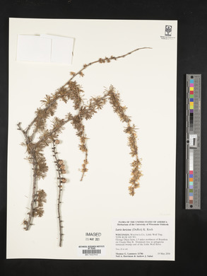 Larix laricina image