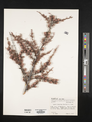Larix laricina image