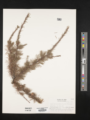 Larix laricina image