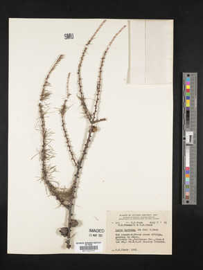 Larix laricina image