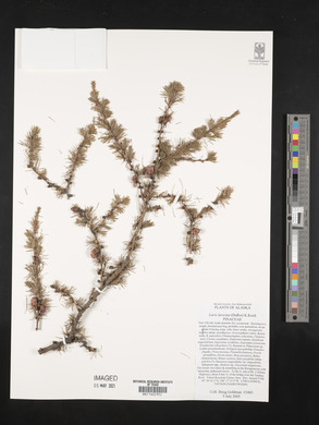 Larix laricina image