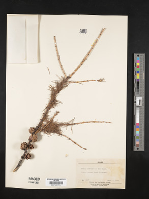 Larix laricina image