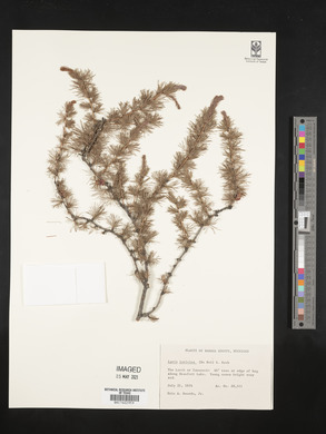 Larix laricina image