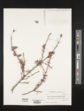 Larix laricina image