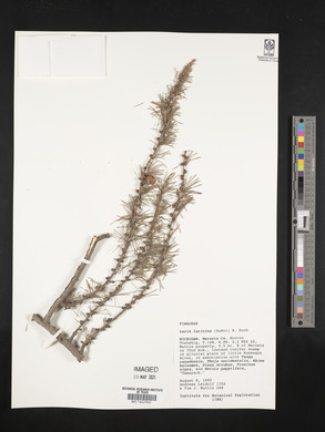 Larix laricina image