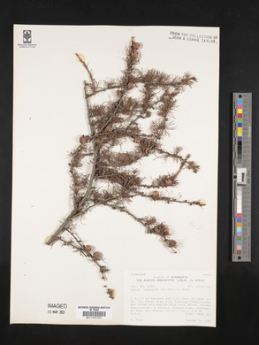 Larix laricina image