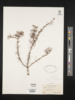 Larix laricina image