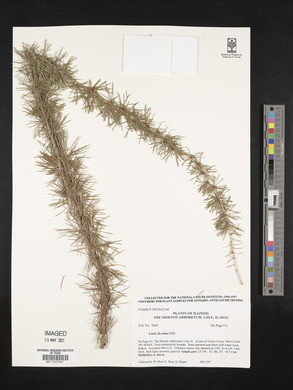 Larix decidua image