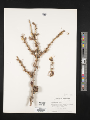 Larix decidua image