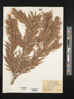 Abies venusta image