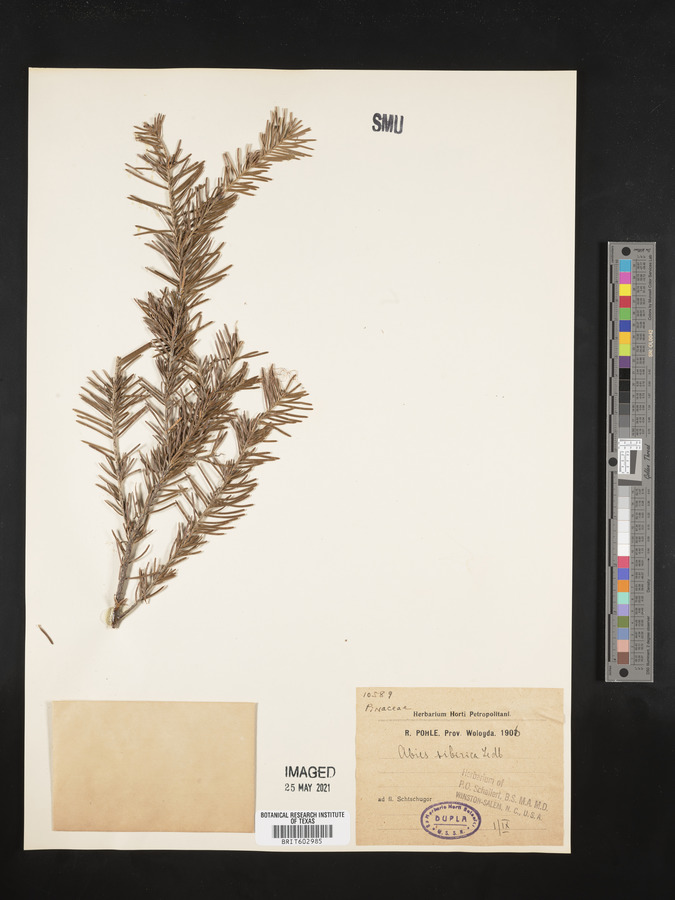 Abies sibirica image