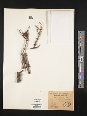 Image of Larix sibirica