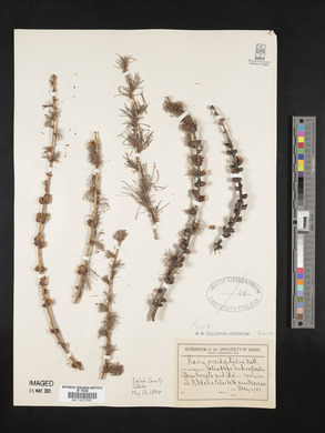 Larix occidentalis image