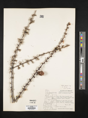 Larix occidentalis image