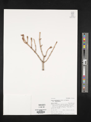 Picea engelmannii image