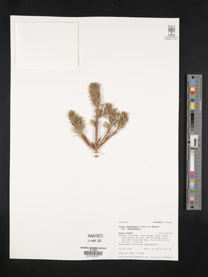 Picea engelmannii image