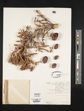 Picea engelmannii image