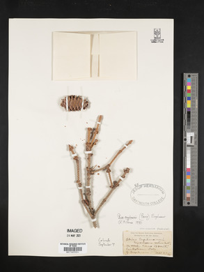 Picea engelmannii image